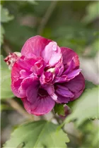 Hibiscus syriacus 'Freedom'® - Echter Roseneibisch 'Freedom'®
