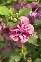 Hibiscus syriacus 'Duc de Brabant' - Garteneibisch 'Duc de Brabant'