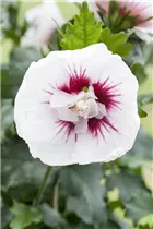 Hibiscus syriacus 'Lady Stanley' - Garteneibisch 'Lady Stanley'