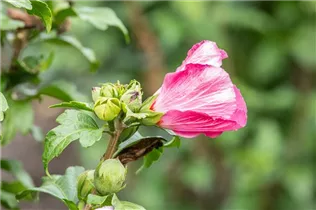 Hibiscus syriacus 'Lady Stanley' - Garteneibisch 'Lady Stanley'