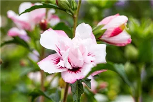 Hibiscus syriacus 'Lady Stanley' - Garteneibisch 'Lady Stanley'