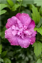Hibiscus syriacus 'Magenta Chiffon' - Garteneibisch