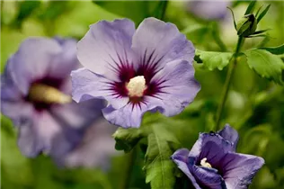 Hibiscus syriacus 'Marina' - Garteneibisch 'Marina' Hibiscus syriacus 'Marina' - Garteneibisch 'Marina'