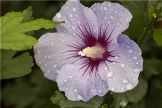 Hibiscus syriacus 'Marina' - Garteneibisch 'Marina' Hibiscus syriacus 'Marina' - Garteneibisch 'Marina'