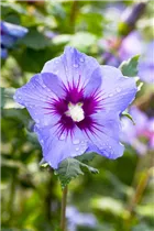 Hibiscus syriacus 'Marina' - Garteneibisch 'Marina' Hibiscus syriacus 'Marina' - Garteneibisch 'Marina'