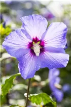 Hibiscus syriacus 'Marina' - Garteneibisch 'Marina' Hibiscus syriacus 'Marina' - Garteneibisch 'Marina'