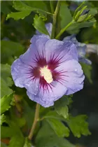 Hibiscus syriacus 'Marina' - Garteneibisch 'Marina' Hibiscus syriacus 'Marina' - Garteneibisch 'Marina'