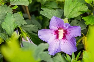 Hibiscus syriacus 'Marina' - Garteneibisch 'Marina' Hibiscus syriacus 'Marina' - Garteneibisch 'Marina'