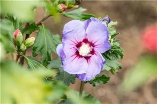 Hibiscus syriacus 'Marina' - Garteneibisch 'Marina' Hibiscus syriacus 'Marina' - Garteneibisch 'Marina'