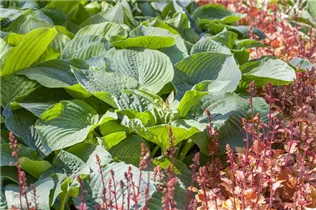 Hosta 'Bressingham Blue' - Große, blaugraue Garten-Funkie 'Bressingham Blue'
