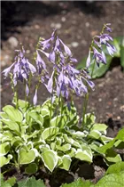 Hosta 'Diamond Tiara' - Hosta