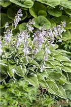 Hosta 'Diamond Tiara' - Hosta