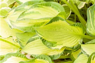 Hosta 'Diamond Tiara' - Hosta