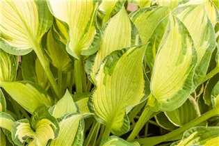 Hosta 'Diamond Tiara' - Hosta