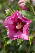 Hibiscus syriacus 'Pink Giant'® - Garteneibisch 'Pink Giant'® Hibiscus syriacus 'Pink Giant'® - Garteneibisch 'Pink Giant'®