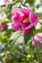 Hibiscus syriacus 'Pink Giant'® - Garteneibisch 'Pink Giant'® Hibiscus syriacus 'Pink Giant'® - Garteneibisch 'Pink Giant'®
