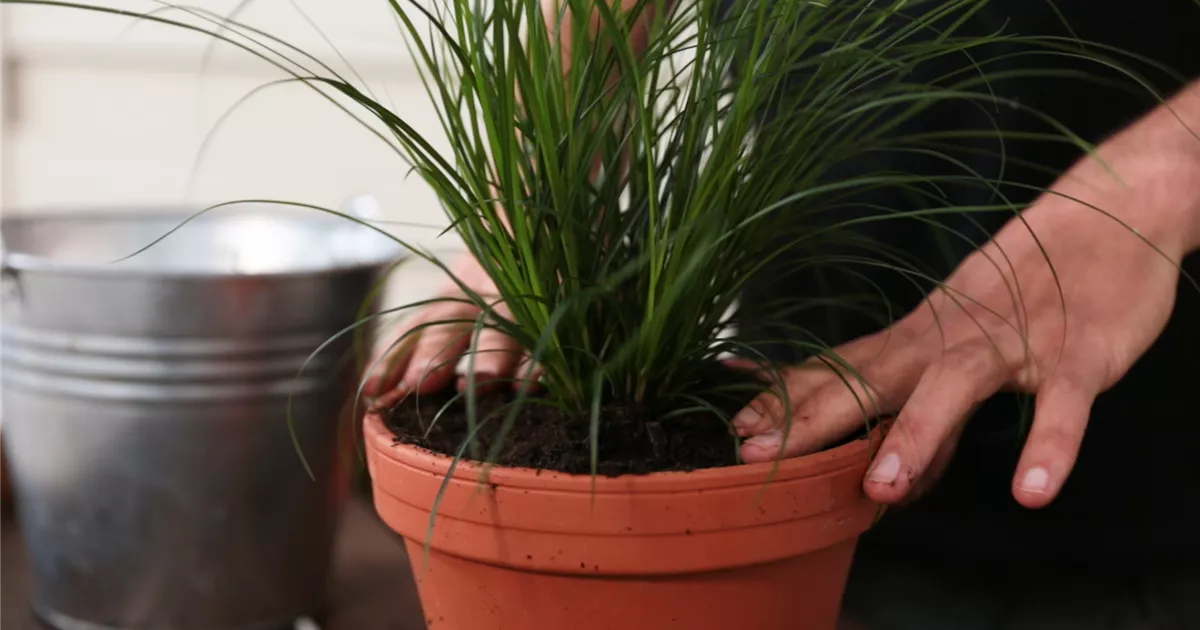  - Gartensegge - Einpflanzen in ein Gefäß