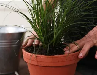 Gartensegge - Einpflanzen in ein Gefäß