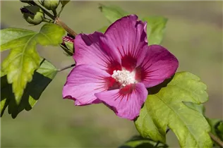 Hibiscus syriacus 'Pink Giant'® - Garteneibisch 'Pink Giant'® Hibiscus syriacus 'Pink Giant'® - Garteneibisch 'Pink Giant'®