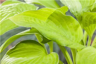 Hosta 'Inniswood' - Garten-Funkie 'Inniswood' Hosta 'Inniswood' - Garten-Funkie 'Inniswood'