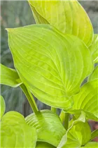 Hosta 'Inniswood' - Garten-Funkie 'Inniswood' Hosta 'Inniswood' - Garten-Funkie 'Inniswood'