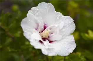 Hibiscus syriacus 'Pinky Spot'® - Garteneibisch 'Pinky Spot'®