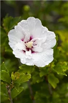 Hibiscus syriacus 'Pinky Spot'® - Garteneibisch 'Pinky Spot'®