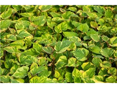 Houttuynia cordata 'Chameleon' - Buntblättriger Garten-Eidechsenschwanz Houttuynia cordata 'Chameleon' - Buntblättriger Garten-Eidechsenschwanz