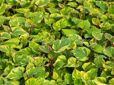 Houttuynia cordata 'Chameleon' - Buntblättriger Garten-Eidechsenschwanz Houttuynia cordata 'Chameleon' - Buntblättriger Garten-Eidechsenschwanz