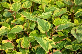Houttuynia cordata 'Chameleon' - Buntblättriger Garten-Eidechsenschwanz