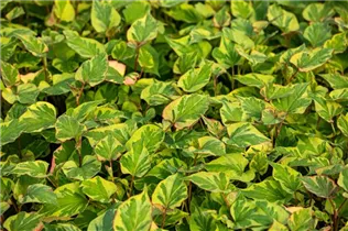 Houttuynia cordata 'Chameleon' - Buntblättriger Garten-Eidechsenschwanz