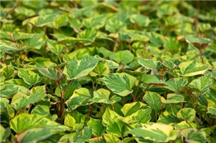 Houttuynia cordata 'Chameleon' - Buntblättriger Garten-Eidechsenschwanz