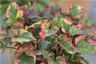 Houttuynia cordata - Eidechsenschwanz Houttuynia cordata - Eidechsenschwanz