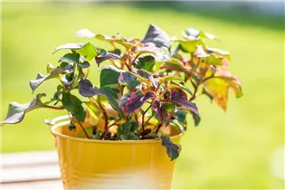 Houttuynia cordata 'Chameleon' - Buntblättriger Garten-Eidechsenschwanz
