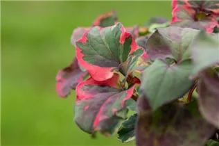 Houttuynia cordata 'Chameleon' - Buntblättriger Garten-Eidechsenschwanz