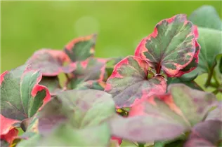 Houttuynia cordata 'Chameleon' - Buntblättriger Garten-Eidechsenschwanz