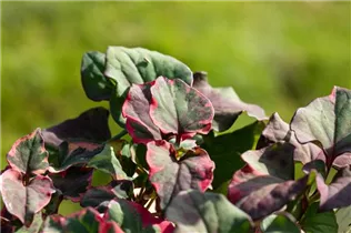 Houttuynia cordata 'Chameleon' - Buntblättriger Garten-Eidechsenschwanz