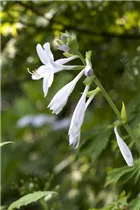 Hosta plantaginea 'Royal Standard' - Duftende Garten-Lilien-Funkie 'Royal Standard'