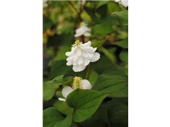 Houttuynia cordata 'Plena' - Gefülltblühender Garten-Eidechsenschwanz 'Plena' Houttuynia cordata 'Plena' - Gefülltblühender Garten-Eidechsenschwanz 'Plena'