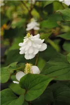 Houttuynia cordata 'Plena' - Gefülltblühender Garten-Eidechsenschwanz 'Plena' Houttuynia cordata 'Plena' - Gefülltblühender Garten-Eidechsenschwanz 'Plena'