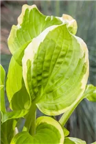 Hosta 'Shade Fanfare' - Weißrandige Garten-Funkie 'Shade Fanfare'