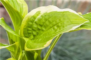 Hosta 'Shade Fanfare' - Weißrandige Garten-Funkie 'Shade Fanfare'