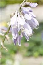 Hosta sieboldiana - Siebolds Funkie