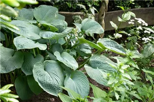 Hosta sieboldiana - Siebolds Funkie