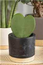 Hoya kerrii - Herzblatt-Pflanze Hoya kerrii - Herzblatt-Pflanze