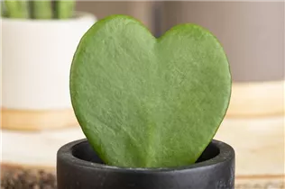 Hoya kerrii - Herzblatt-Pflanze Hoya kerrii - Herzblatt-Pflanze