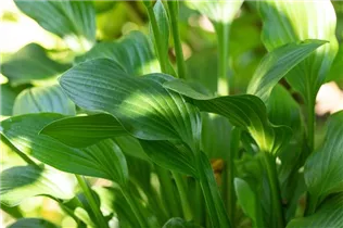 Hosta 'Small Parts' - Funkie 'Small Parts'