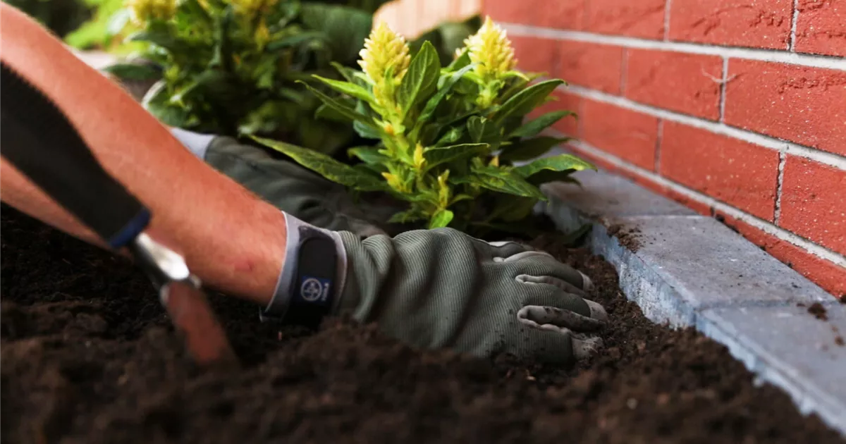  - Silberbrandschopf - Einpflanzen in den Garten