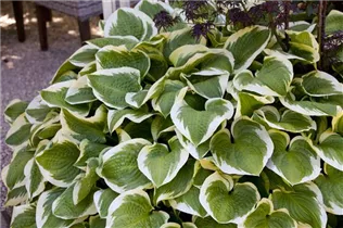 Hosta 'Wide Brim' - Weißrandige Garten-Funkie