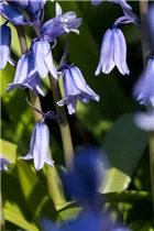 Hyacinthoides hispanica - Spanisches Hasenglöckchen Hyacinthoides hispanica - Spanisches Hasenglöckchen